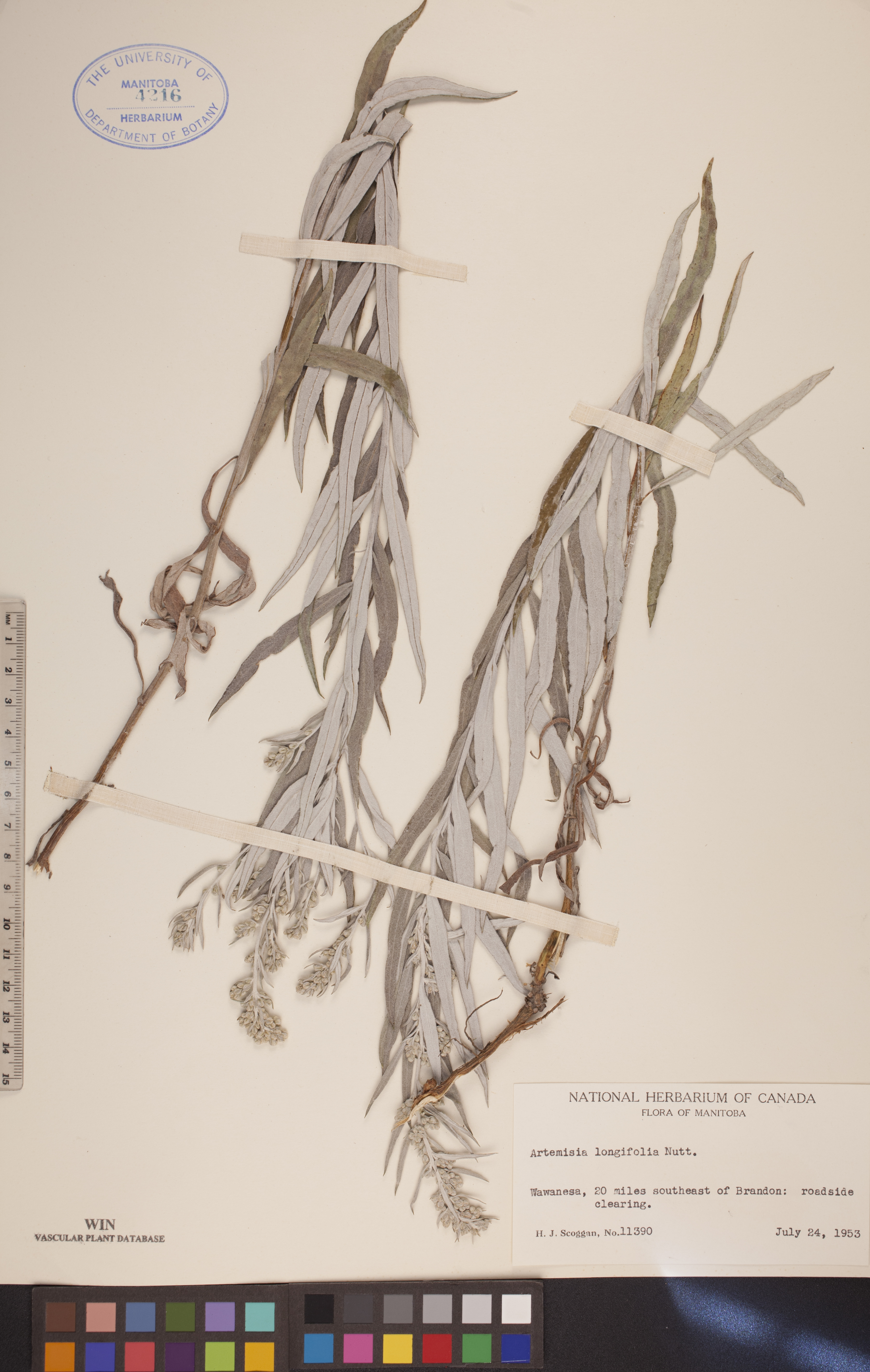 Artemisia longifolia image